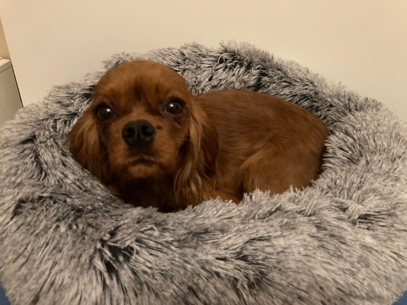 du mont d'amour - Chiots disponibles - Cavalier King Charles Spaniel