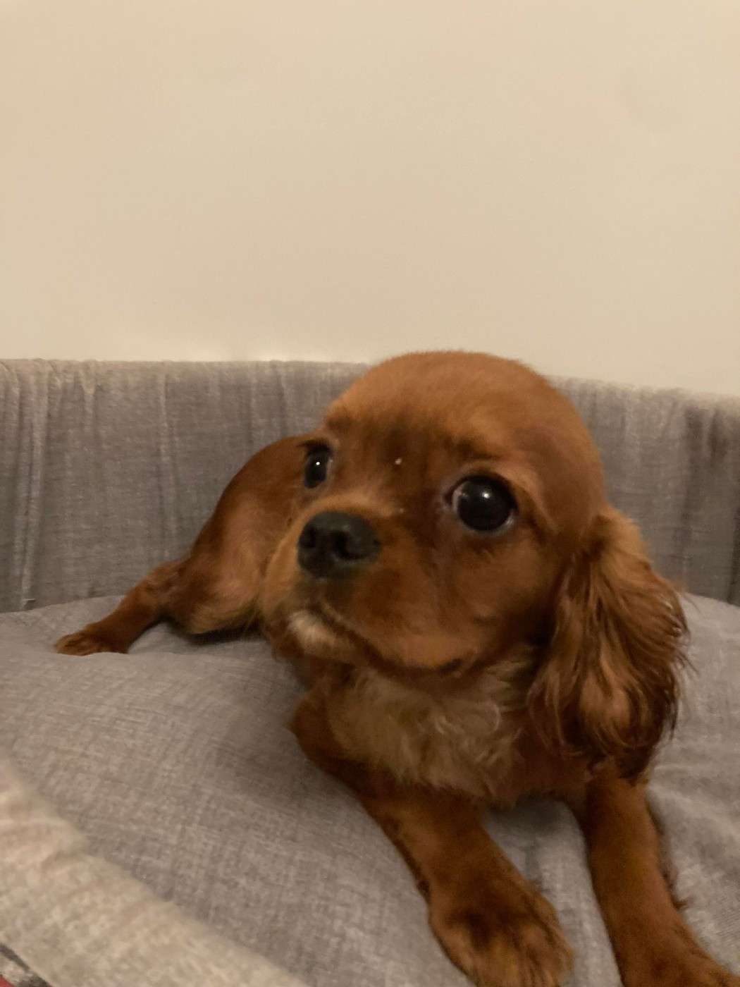 du mont d'amour - Chiots disponibles - Cavalier King Charles Spaniel