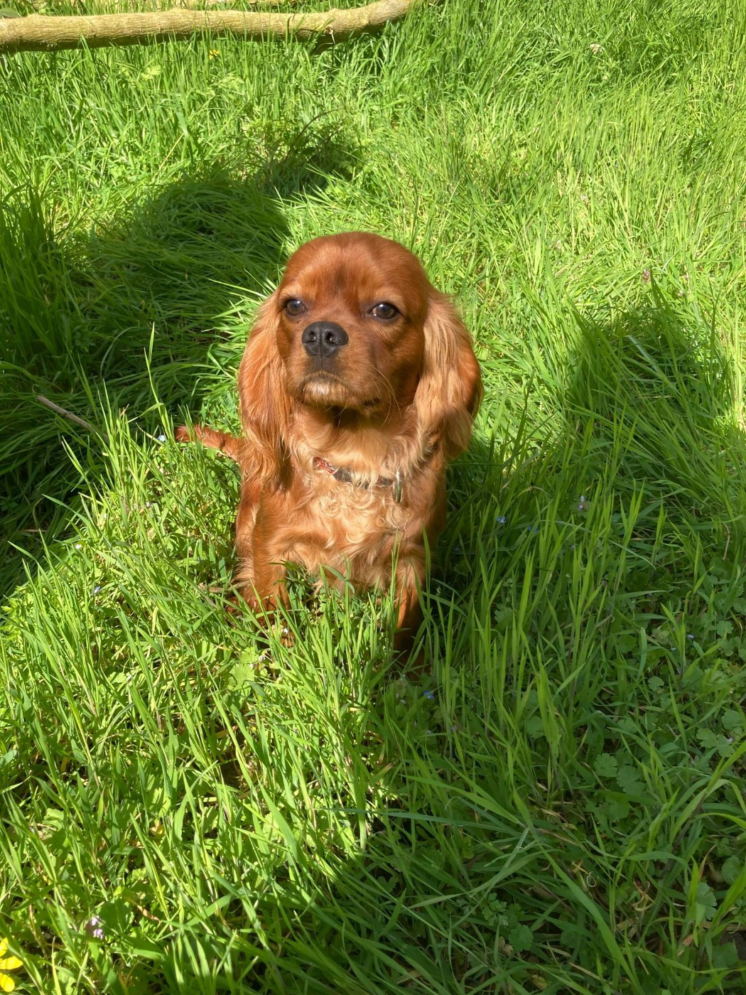 du mont d'amour - Chiots disponibles - Cavalier King Charles Spaniel