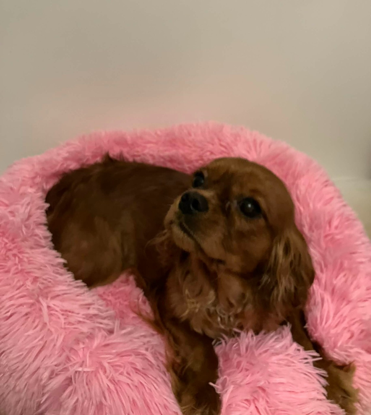 du mont d'amour - Chiots disponibles - Cavalier King Charles Spaniel