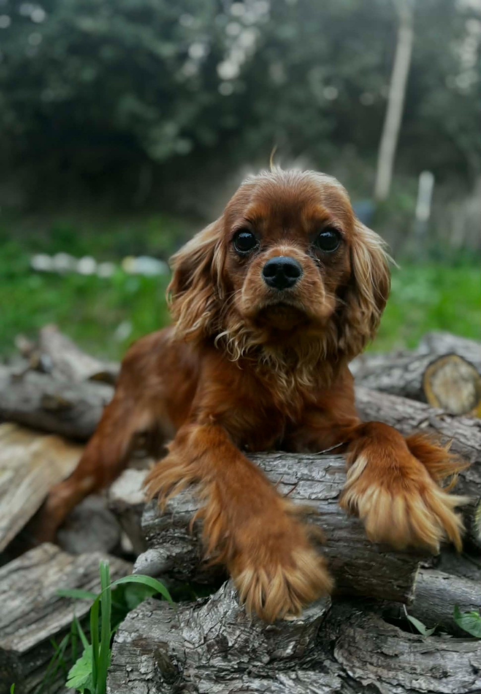 du mont d'amour - Chiots disponibles - Cavalier King Charles Spaniel