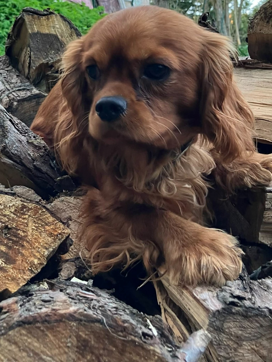 du mont d'amour - Chiots disponibles - Cavalier King Charles Spaniel