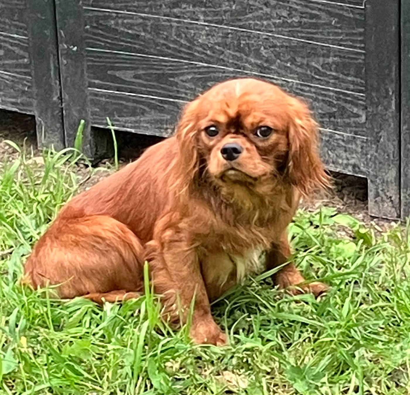 du mont d'amour - Chiots disponibles - Cavalier King Charles Spaniel