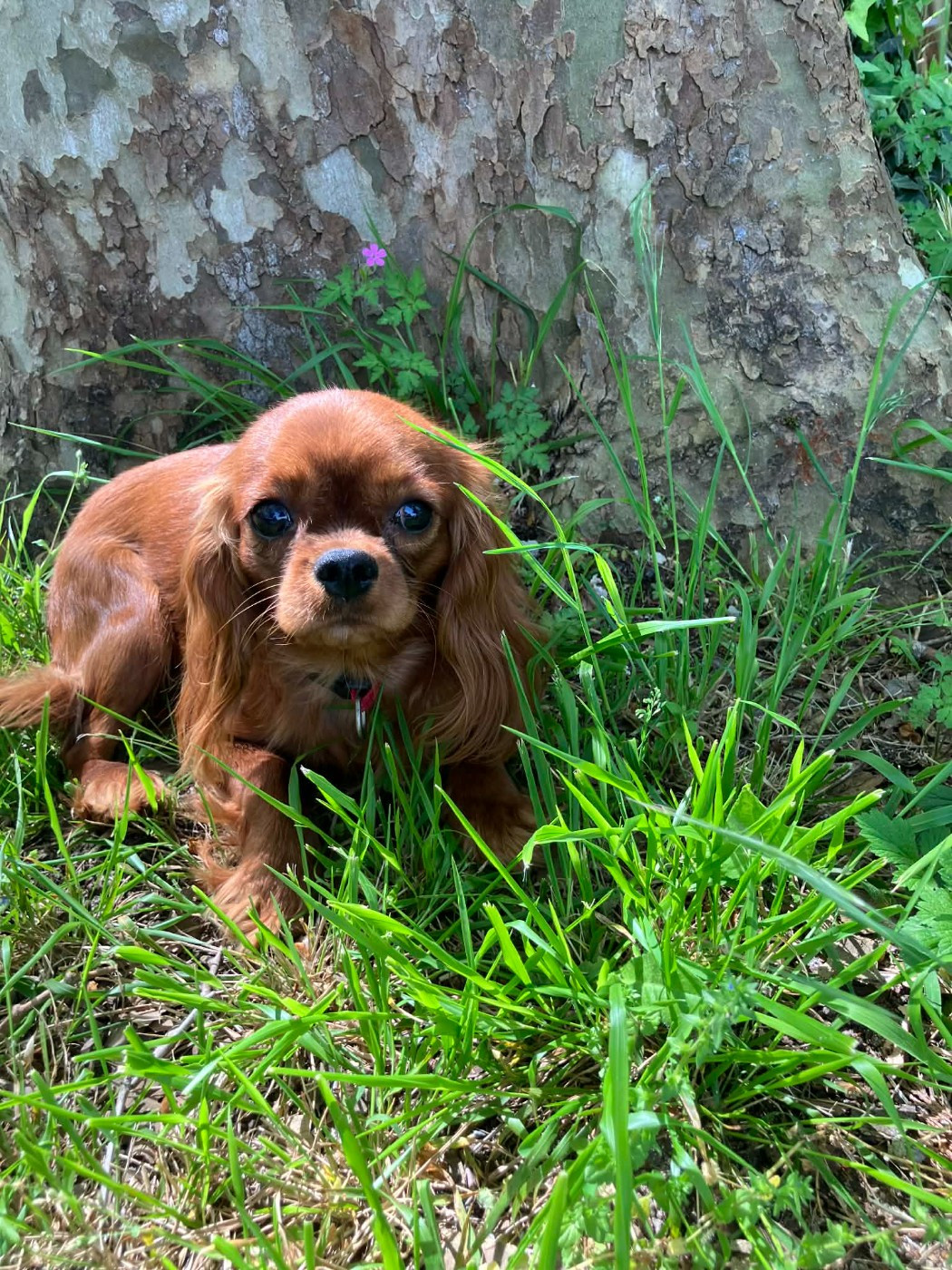 du mont d'amour - Chiots disponibles - Cavalier King Charles Spaniel