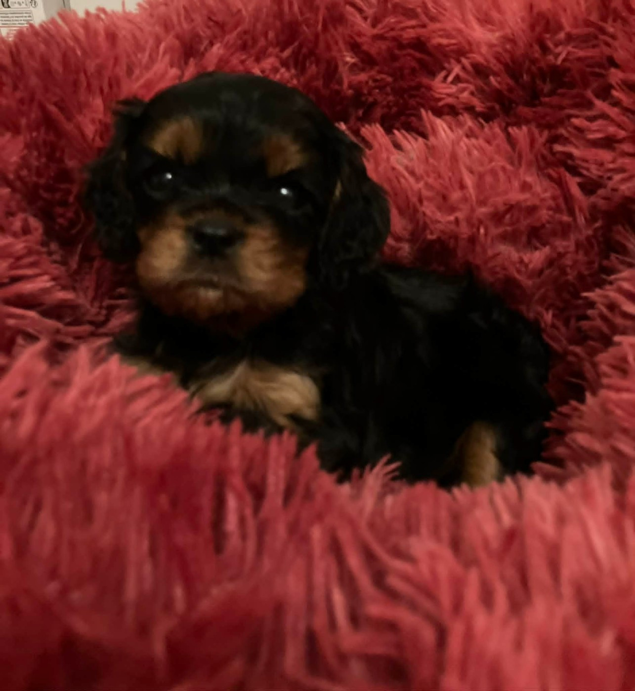 du mont d'amour - Chiots disponibles - Cavalier King Charles Spaniel