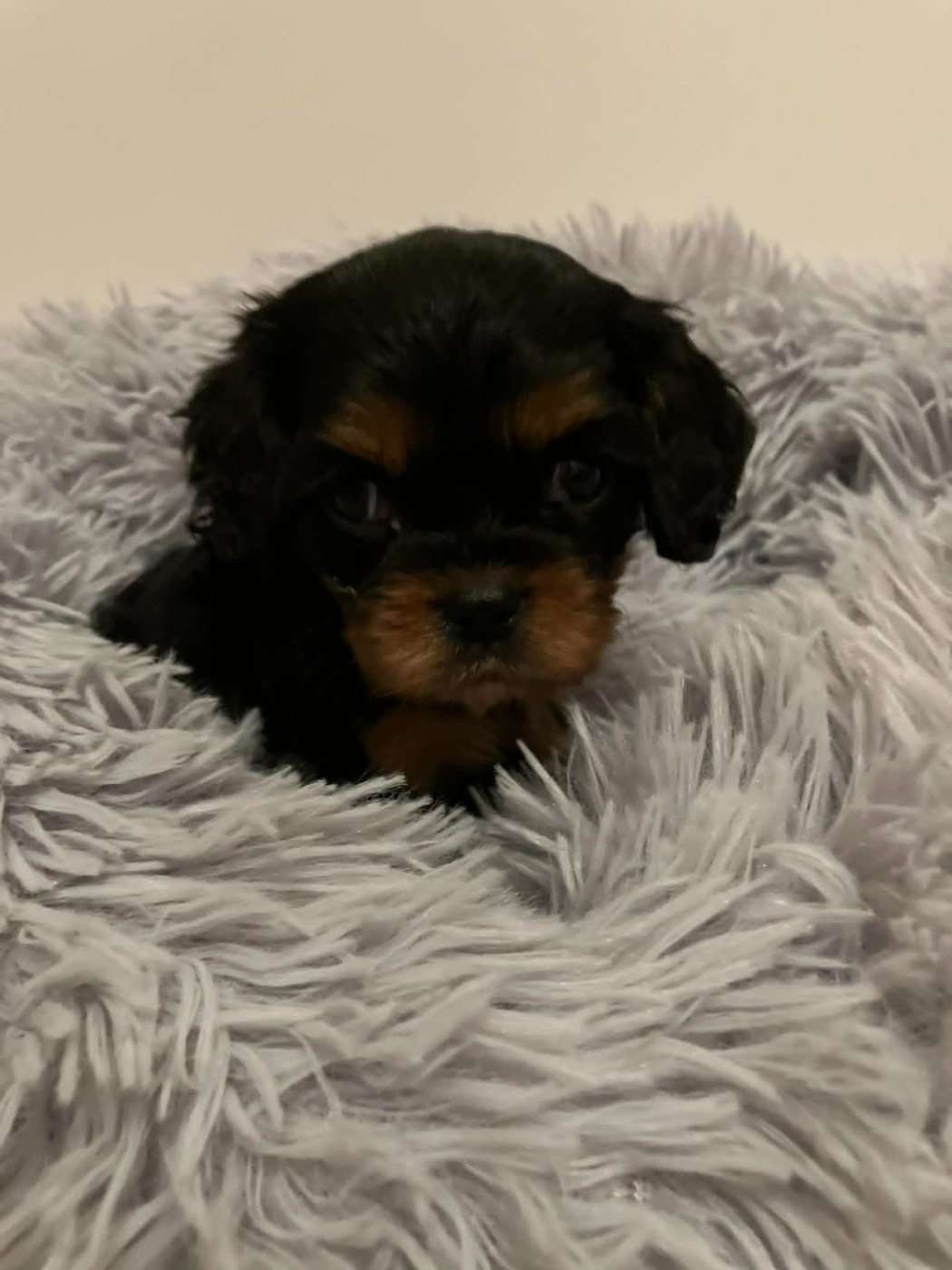 du mont d'amour - Chiots disponibles - Cavalier King Charles Spaniel