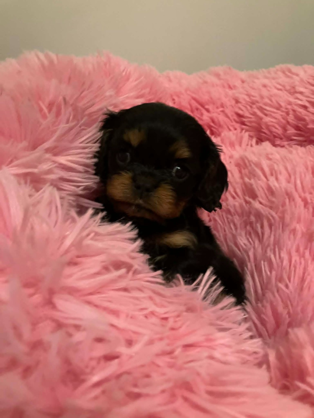 du mont d'amour - Chiots disponibles - Cavalier King Charles Spaniel