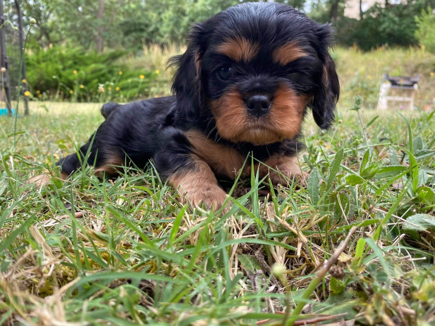 du mont d'amour - Chiots disponibles - Cavalier King Charles Spaniel