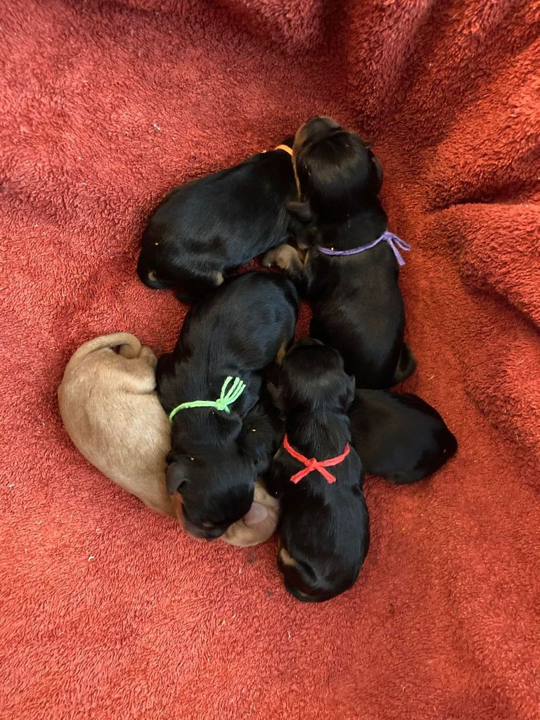 du mont d'amour - Chiots disponibles - Cavalier King Charles Spaniel