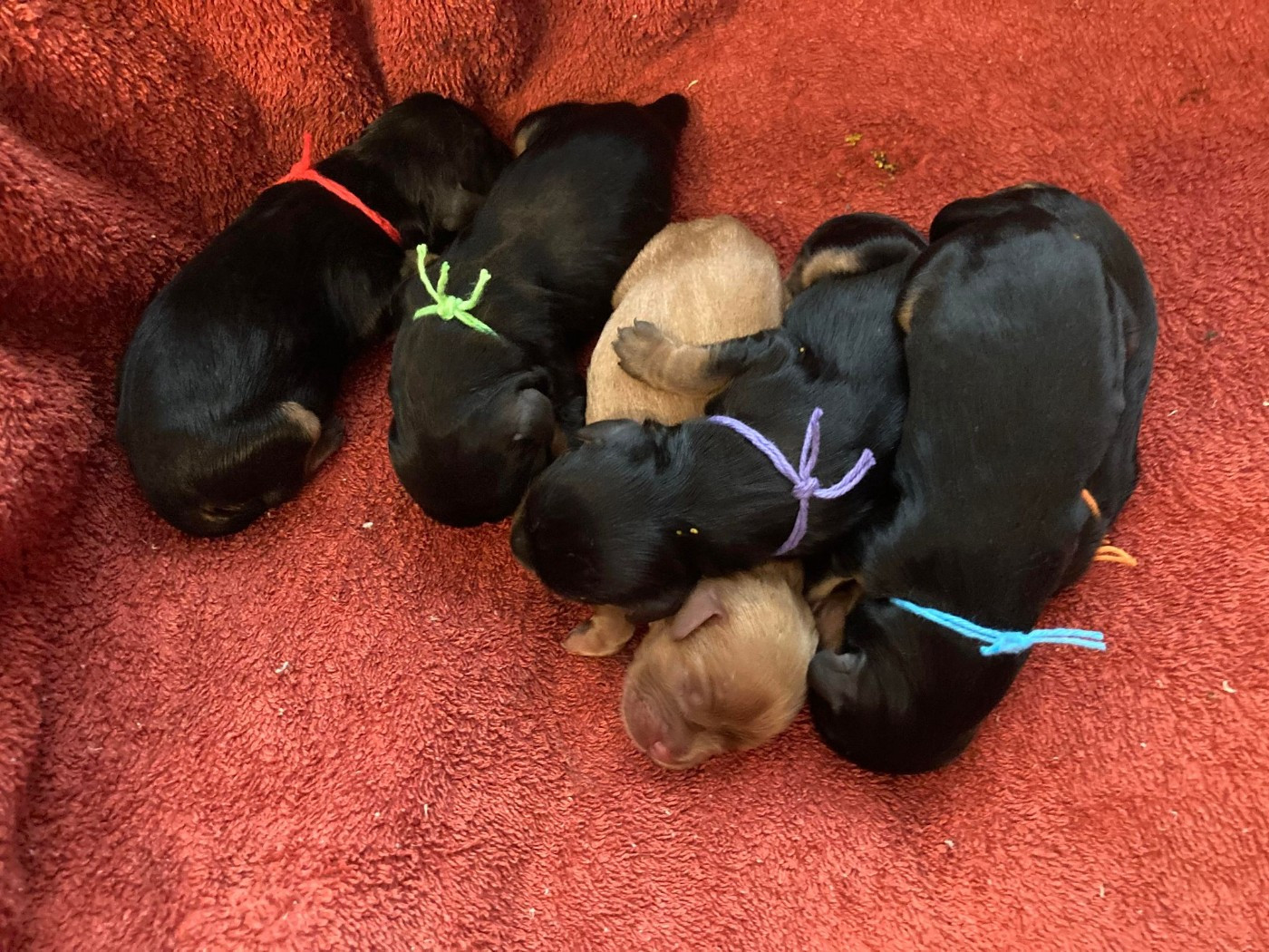 du mont d'amour - Chiots disponibles - Cavalier King Charles Spaniel