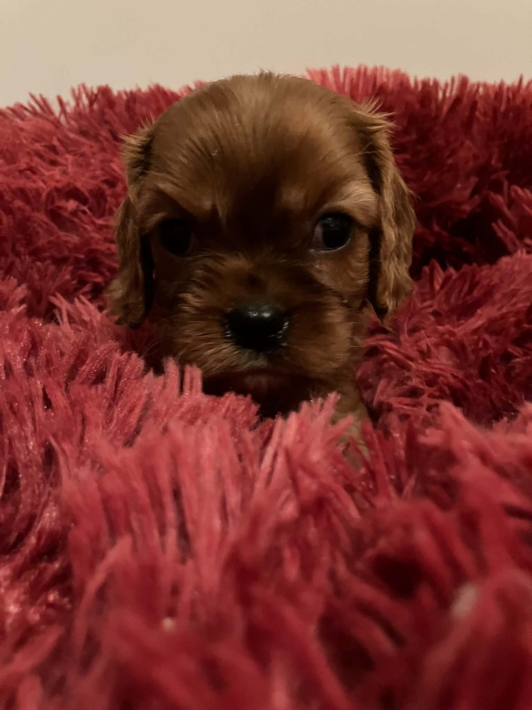 du mont d'amour - Chiots disponibles - Cavalier King Charles Spaniel