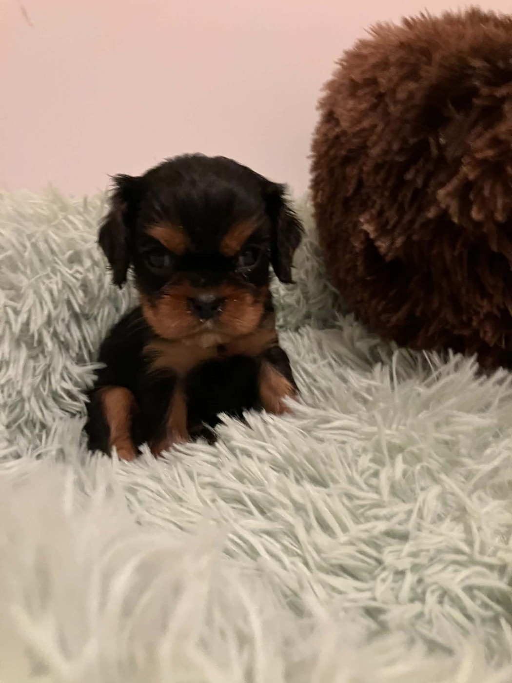 du mont d'amour - Chiots disponibles - Cavalier King Charles Spaniel
