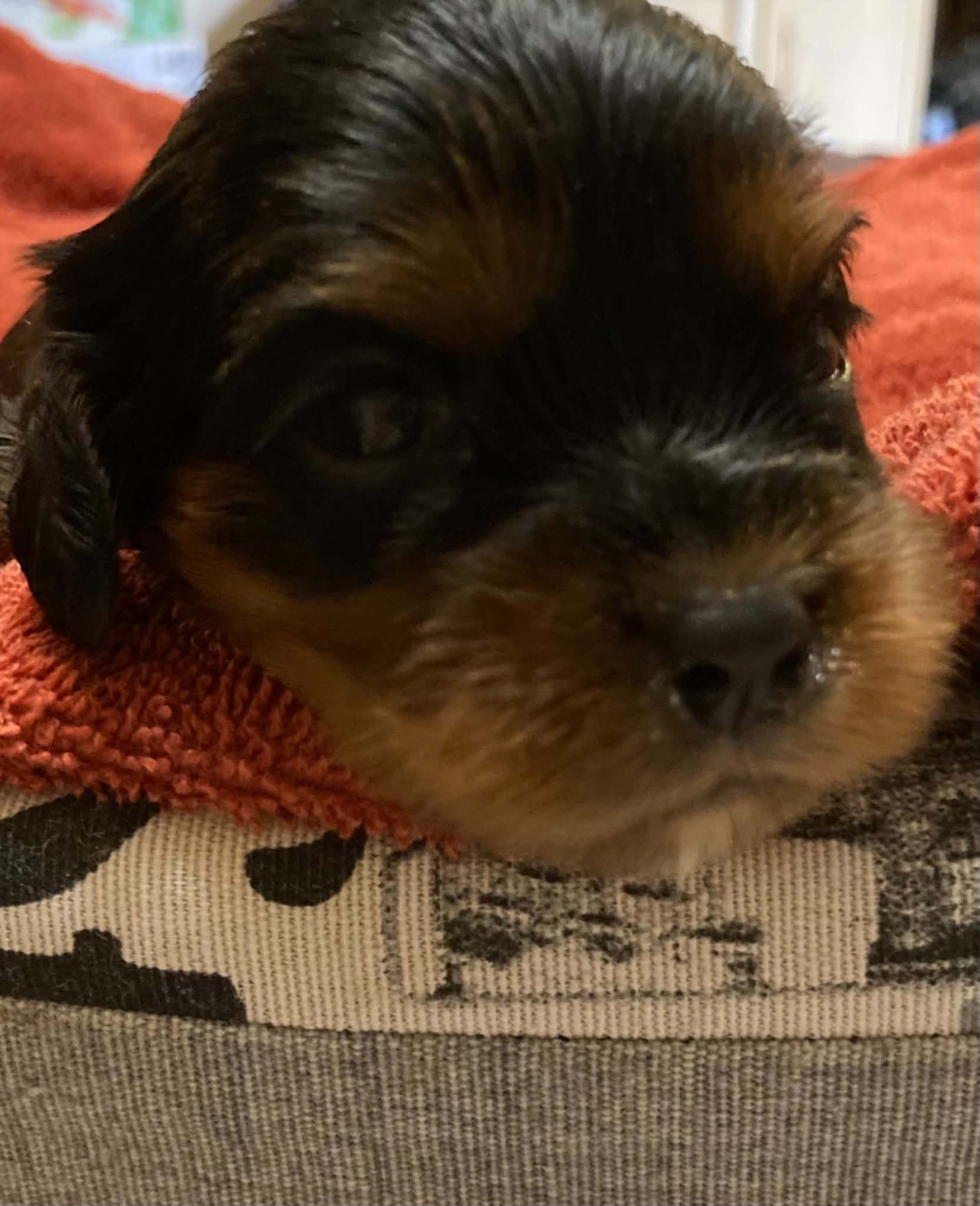 du mont d'amour - Chiots disponibles - Cavalier King Charles Spaniel