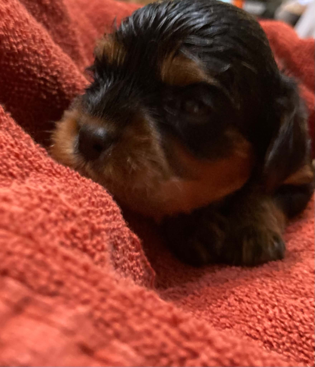 du mont d'amour - Chiots disponibles - Cavalier King Charles Spaniel
