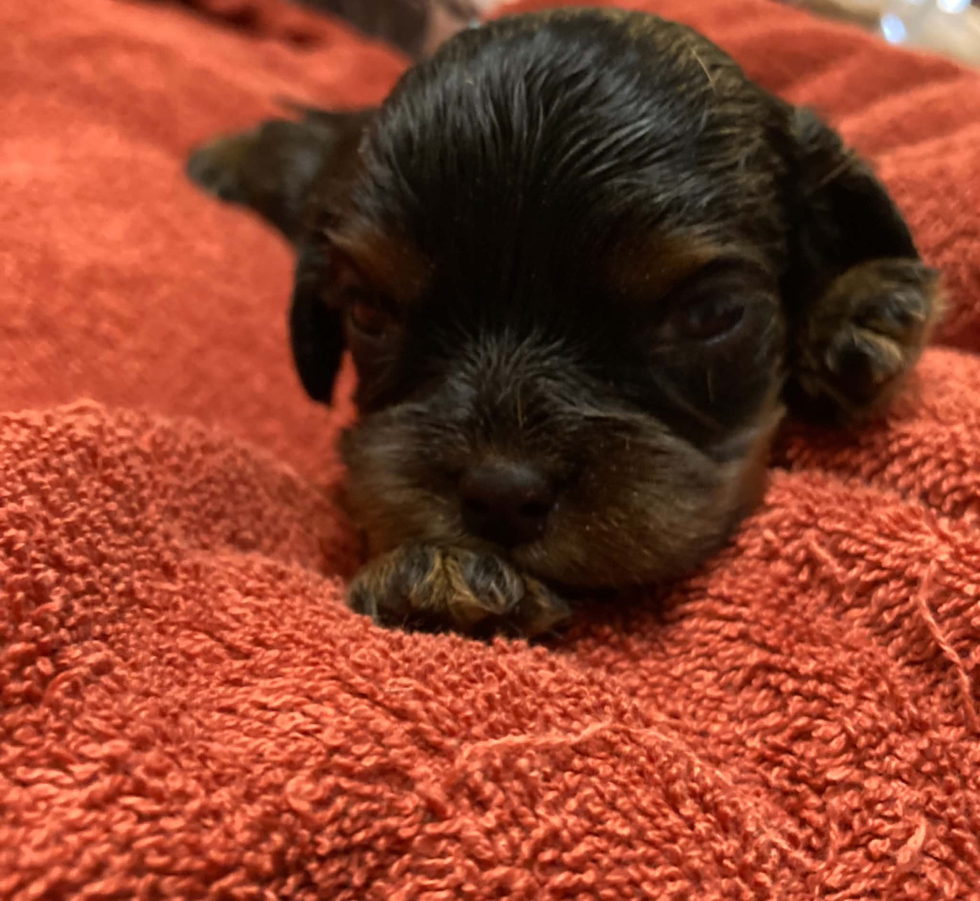 du mont d'amour - Chiots disponibles - Cavalier King Charles Spaniel
