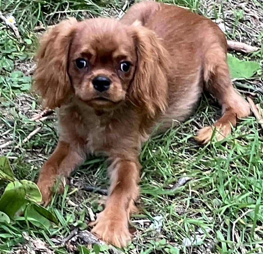 du mont d'amour - Chiots disponibles - Cavalier King Charles Spaniel