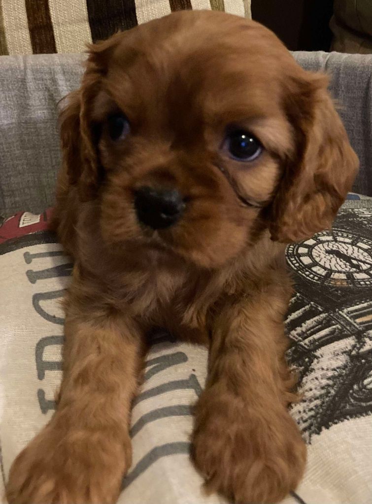 du mont d'amour - Chiots disponibles - Cavalier King Charles Spaniel
