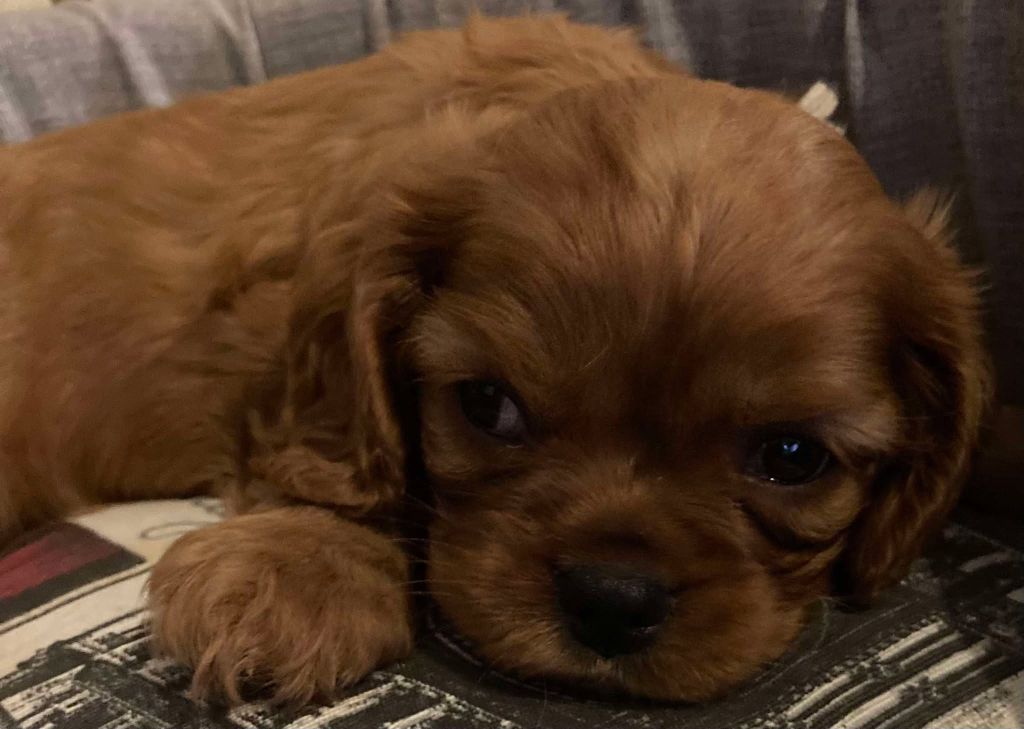 du mont d'amour - Chiots disponibles - Cavalier King Charles Spaniel
