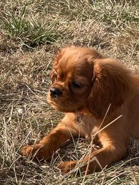 du mont d'amour - Chiots disponibles - Cavalier King Charles Spaniel