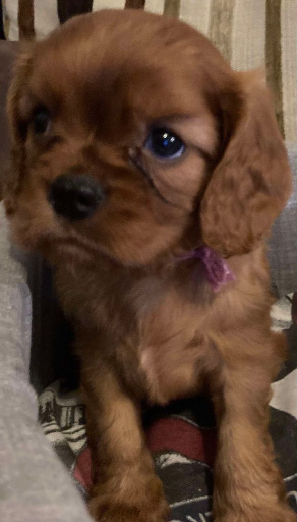 du mont d'amour - Chiots disponibles - Cavalier King Charles Spaniel
