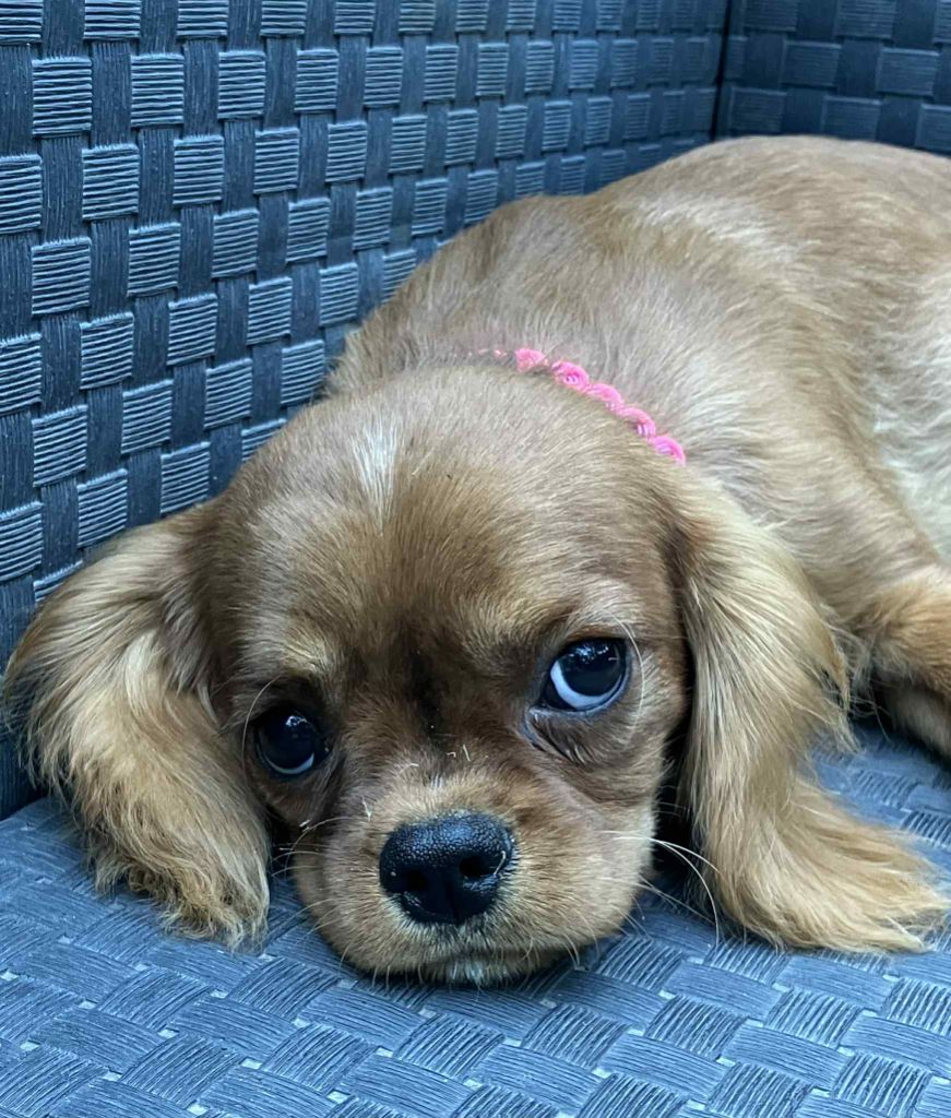 du mont d'amour - Chiots disponibles - Cavalier King Charles Spaniel