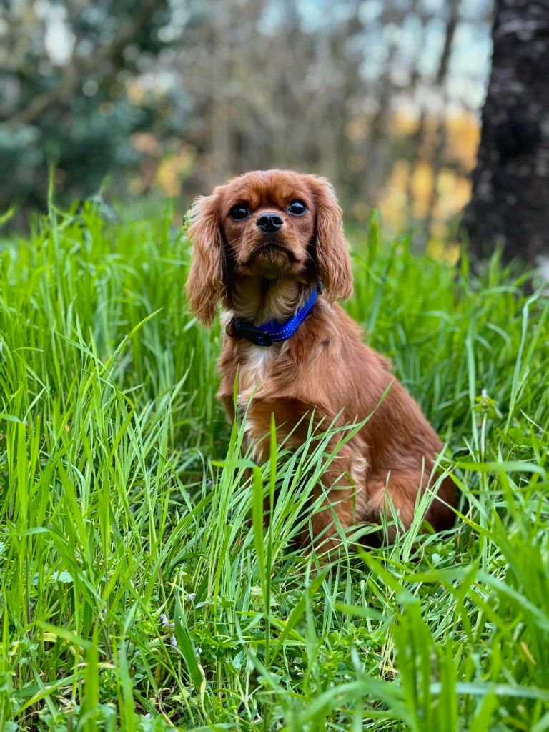 du mont d'amour - Chiots disponibles - Cavalier King Charles Spaniel