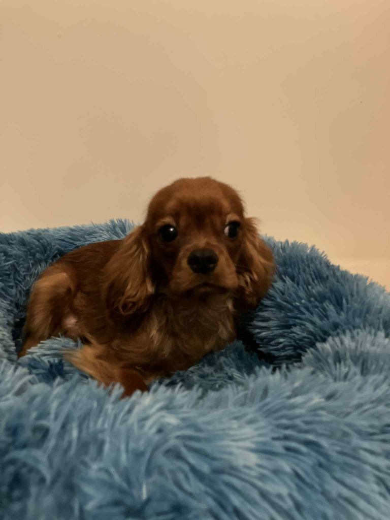 du mont d'amour - Chiots disponibles - Cavalier King Charles Spaniel