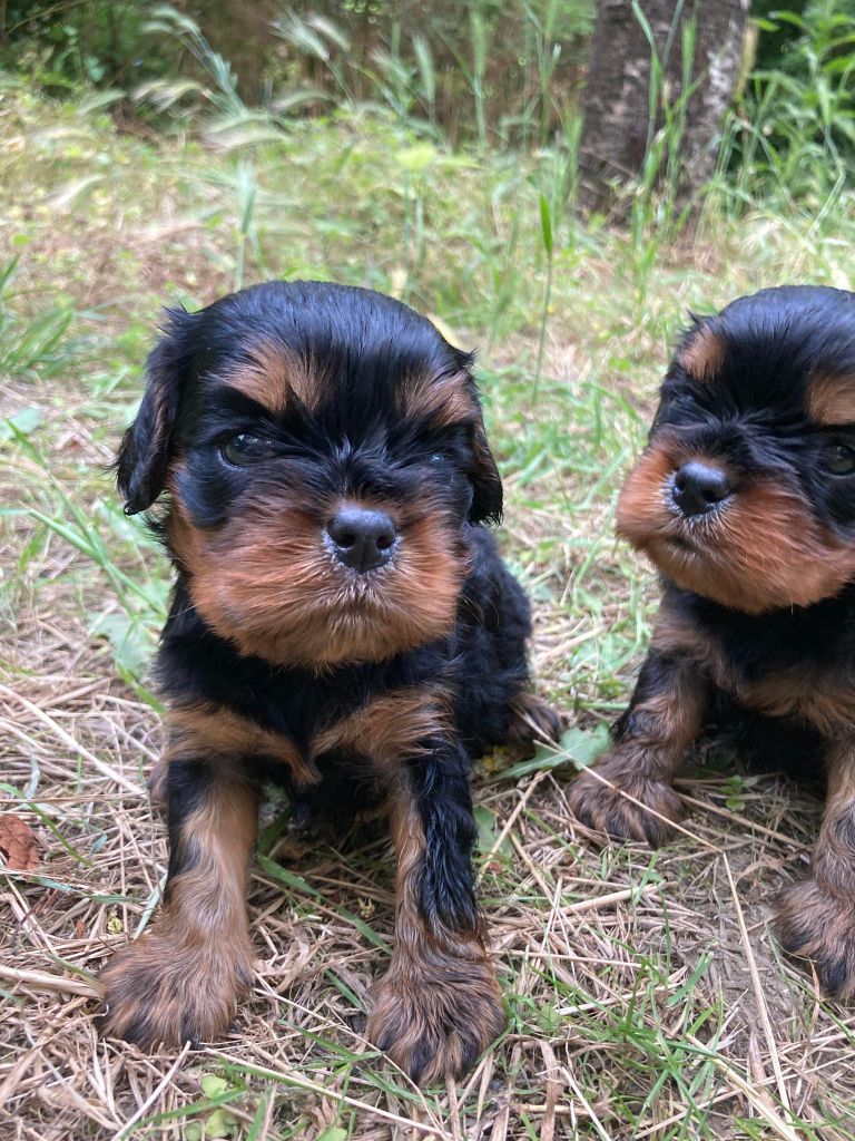 du mont d'amour - Chiots disponibles - Cavalier King Charles Spaniel