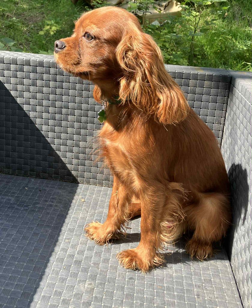 du mont d'amour - Chiots disponibles - Cavalier King Charles Spaniel