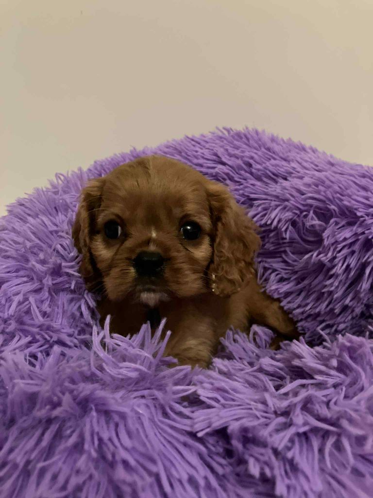du mont d'amour - Chiots disponibles - Cavalier King Charles Spaniel