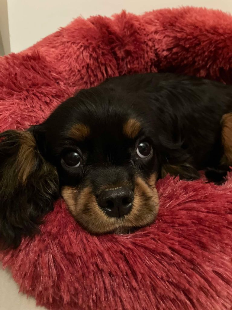 du mont d'amour - Chiots disponibles - Cavalier King Charles Spaniel