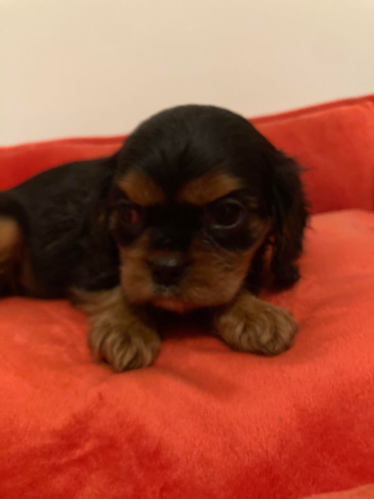 du mont d'amour - Chiots disponibles - Cavalier King Charles Spaniel