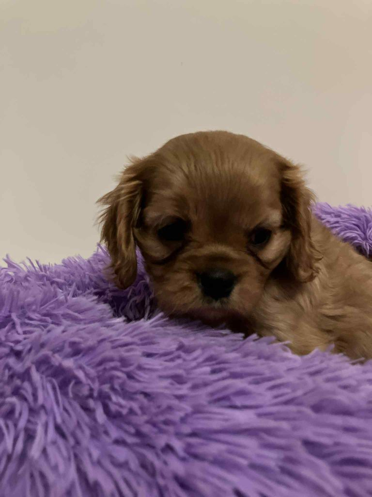 du mont d'amour - Chiots disponibles - Cavalier King Charles Spaniel