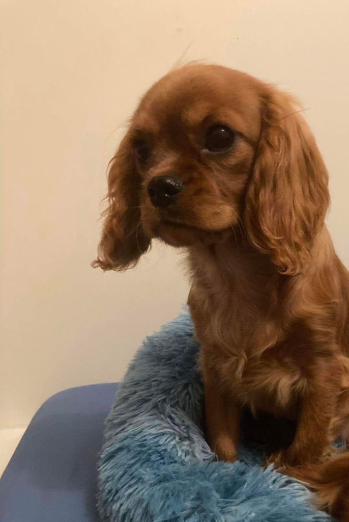du mont d'amour - Chiots disponibles - Cavalier King Charles Spaniel