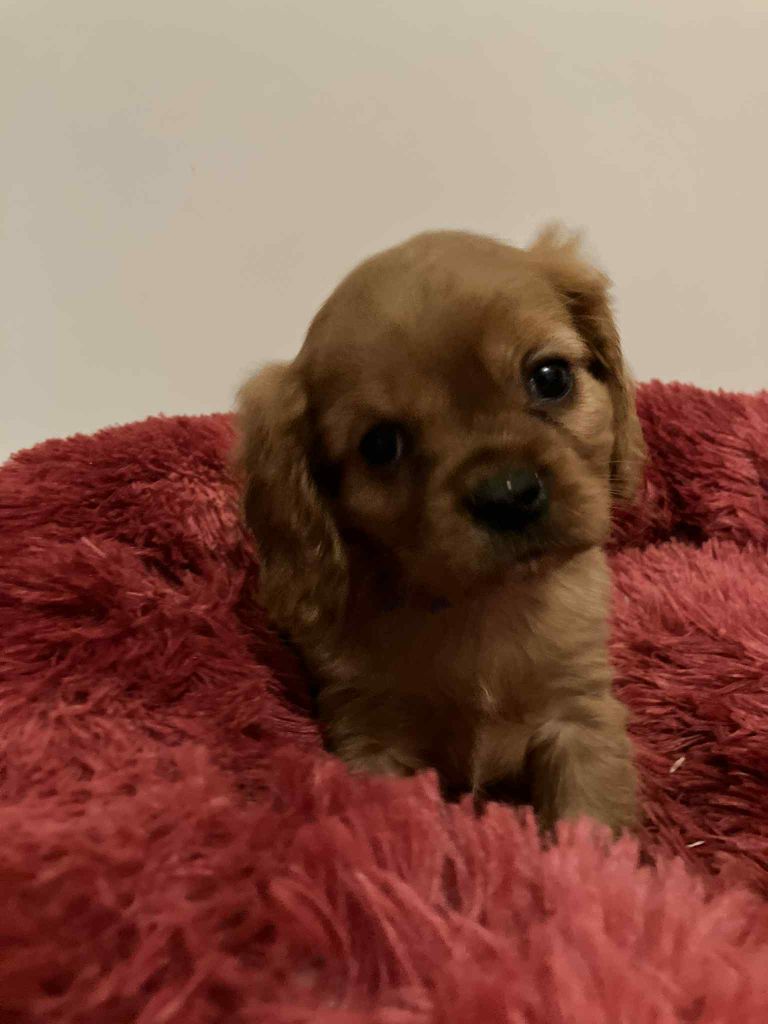 du mont d'amour - Chiots disponibles - Cavalier King Charles Spaniel
