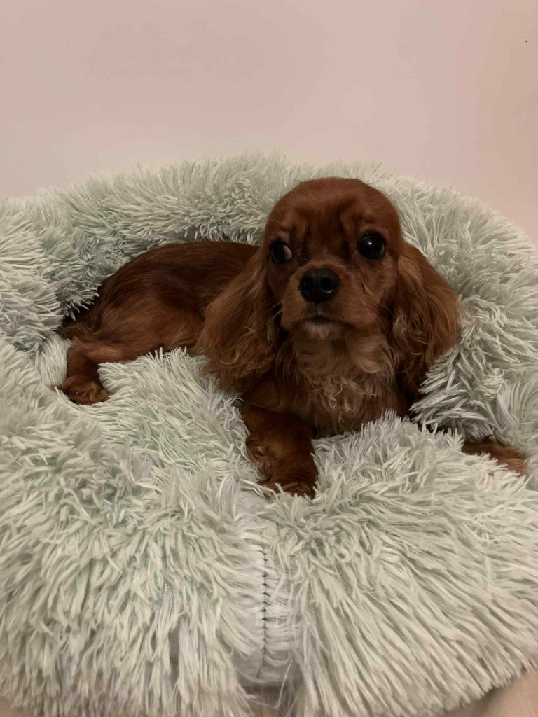 du mont d'amour - Chiots disponibles - Cavalier King Charles Spaniel