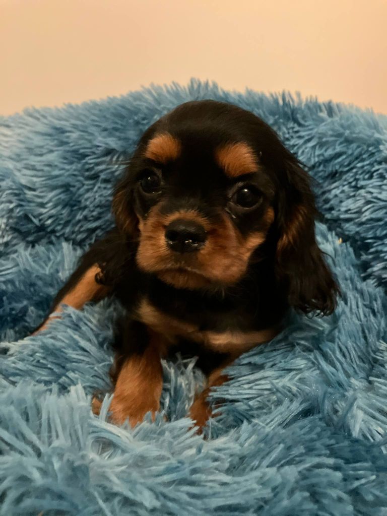 du mont d'amour - Chiots disponibles - Cavalier King Charles Spaniel