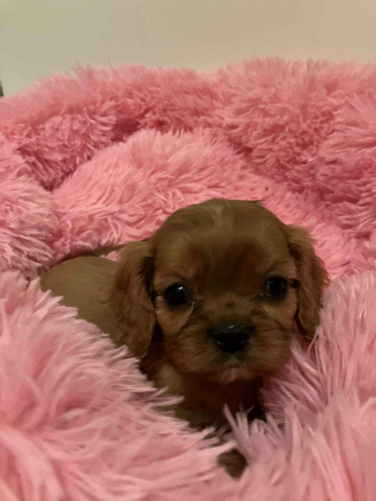 du mont d'amour - Chiots disponibles - Cavalier King Charles Spaniel