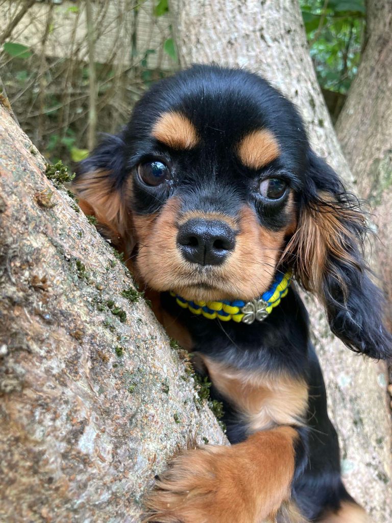 du mont d'amour - Chiots disponibles - Cavalier King Charles Spaniel