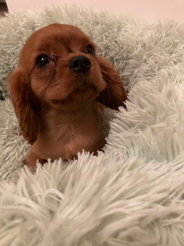 du mont d'amour - Chiots disponibles - Cavalier King Charles Spaniel