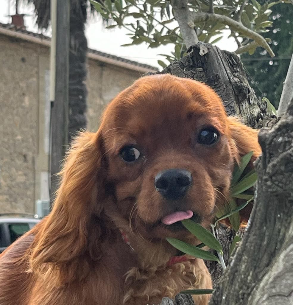 du mont d'amour - Chiots disponibles - Cavalier King Charles Spaniel