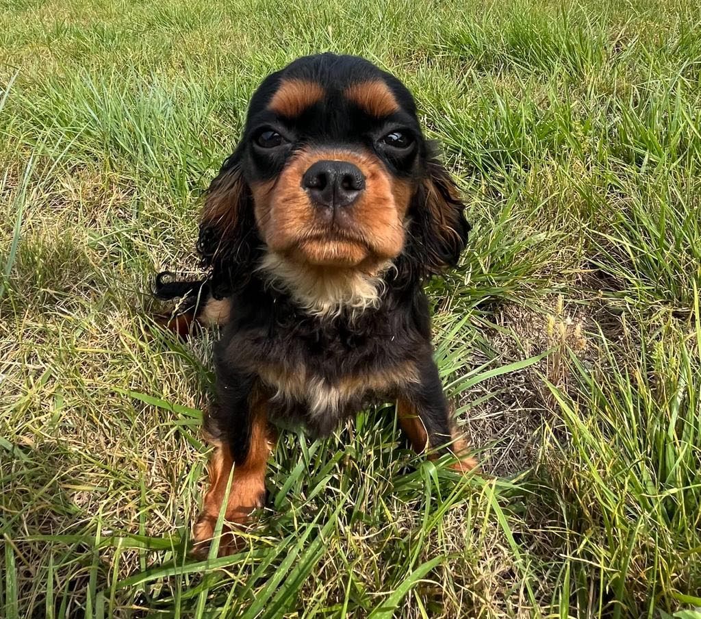 du mont d'amour - Chiots disponibles - Cavalier King Charles Spaniel