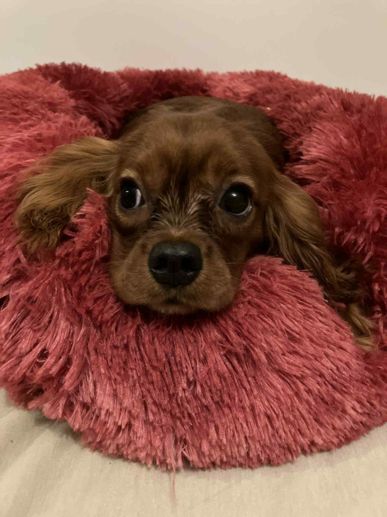 du mont d'amour - Chiots disponibles - Cavalier King Charles Spaniel