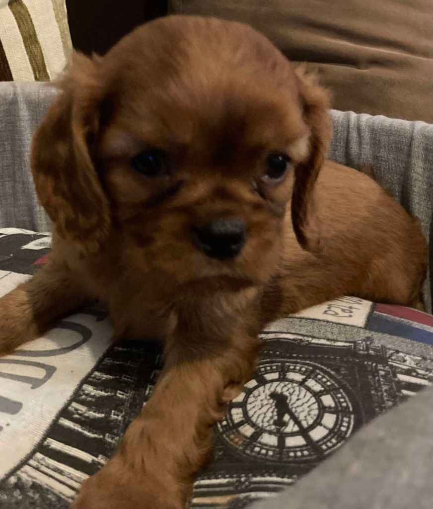 du mont d'amour - Chiots disponibles - Cavalier King Charles Spaniel