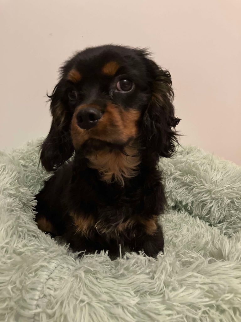 du mont d'amour - Chiots disponibles - Cavalier King Charles Spaniel