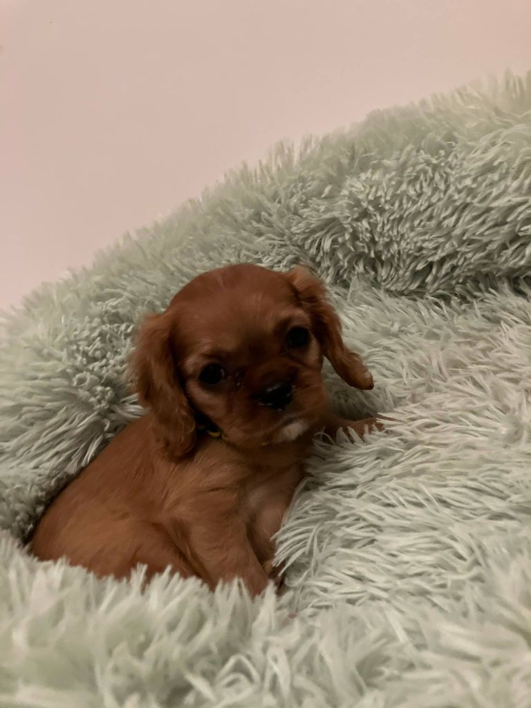 du mont d'amour - Chiots disponibles - Cavalier King Charles Spaniel
