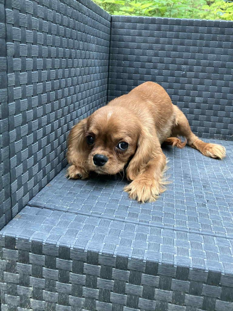 du mont d'amour - Chiots disponibles - Cavalier King Charles Spaniel