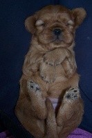 CHIOT ruby