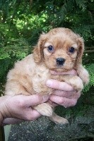 CHIOT ruby