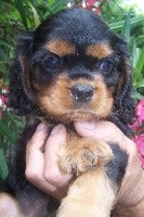 CHIOT noir et feu